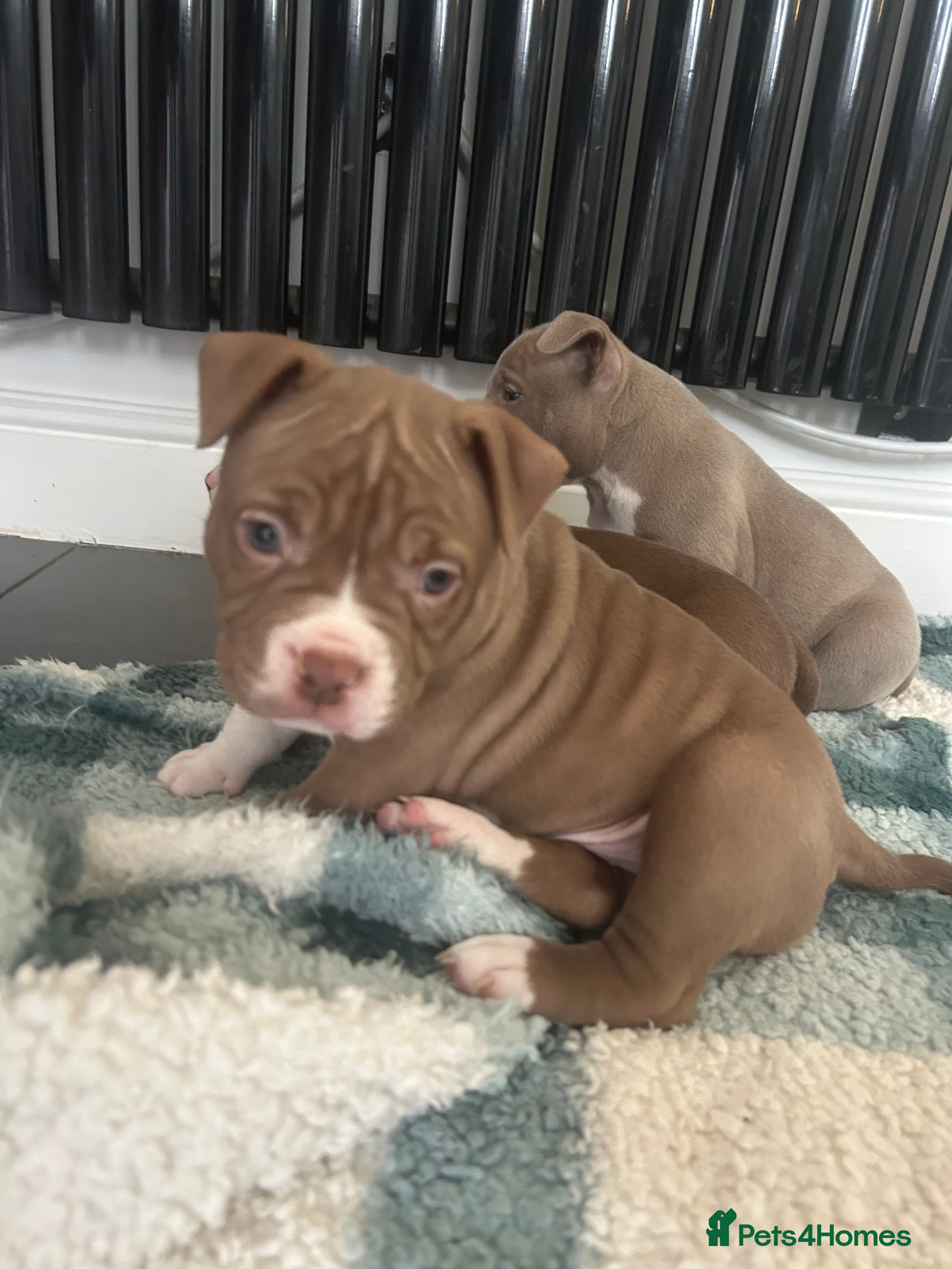 American Bully dogs American pocket bullys - Advert 9