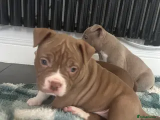 American Bully dogs American pocket bullys - Advert 9