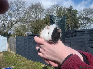Guinea Pig rodents BABY piggies ready for there forevers homes - Advert 3