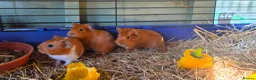 Guinea Pig rodents for sale: I have some teddy cross babies available 2 reserve - Advert 1