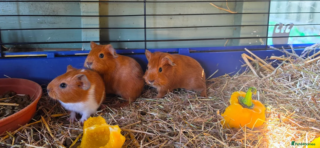 Guinea Pig rodents for sale: I have some teddy cross babies available 2 reserve - Advert 1
