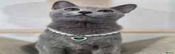 Russian Blue cats for sale: 💙  Russian Blue Kittens – Champion Line, TICA - Advert 30