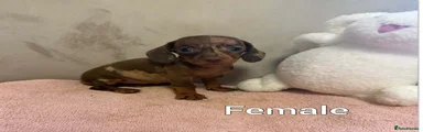 Miniature Dachshund 3
