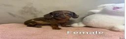 Miniature Dachshund dogs for sale: Miniature dachshund  - Advert 3