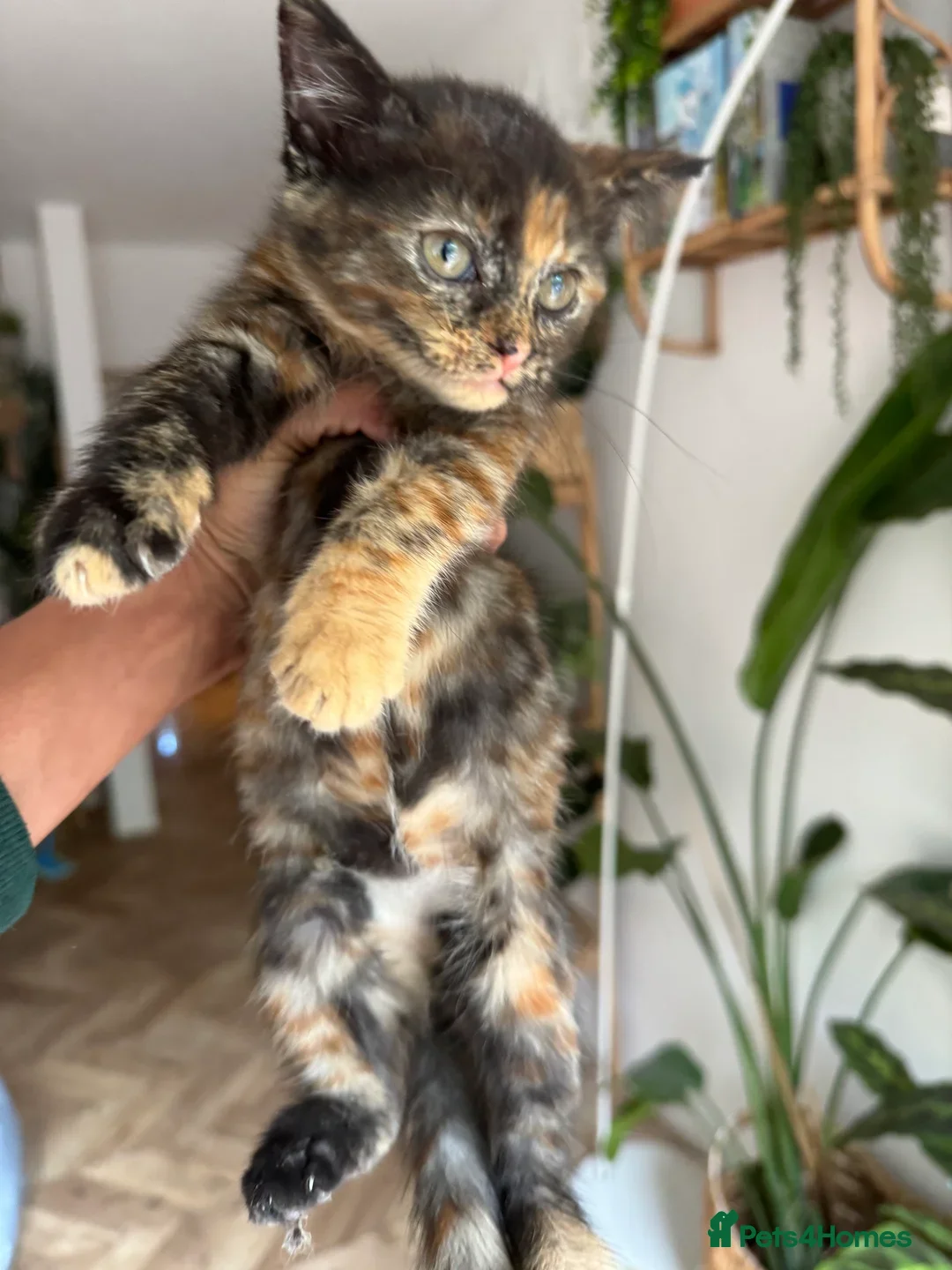 British Shorthair cats for sale: PURE BSH KITTENS READY NOW! - Image 30