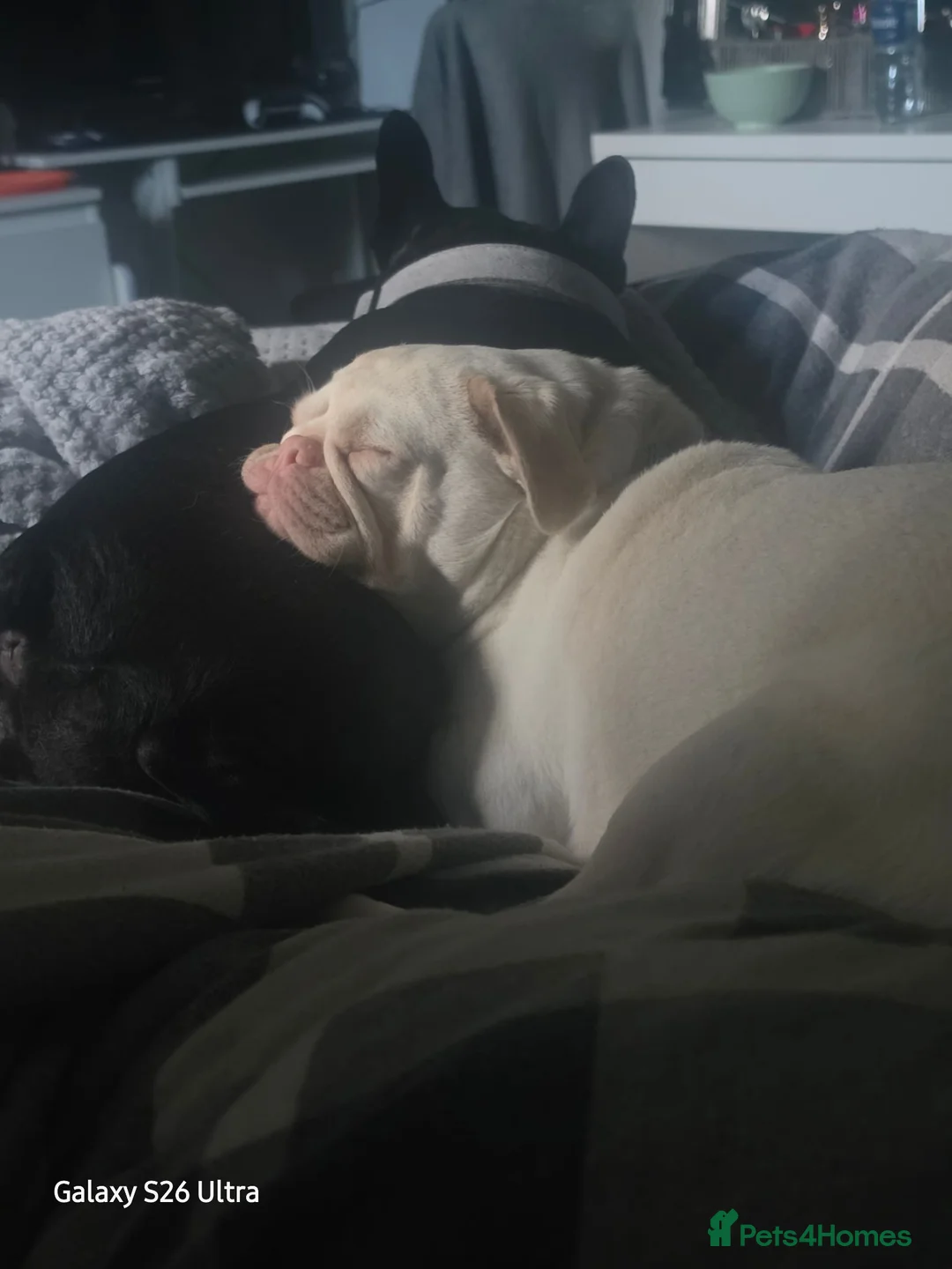 Pug dogs for sale: Pink pug in Stoke-on-Trent - Advert 2