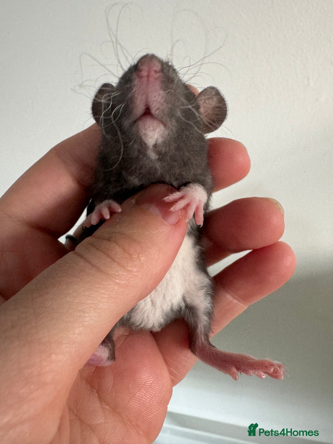 Rat rodents for sale: Baby rats boys and girls  - Advert 5