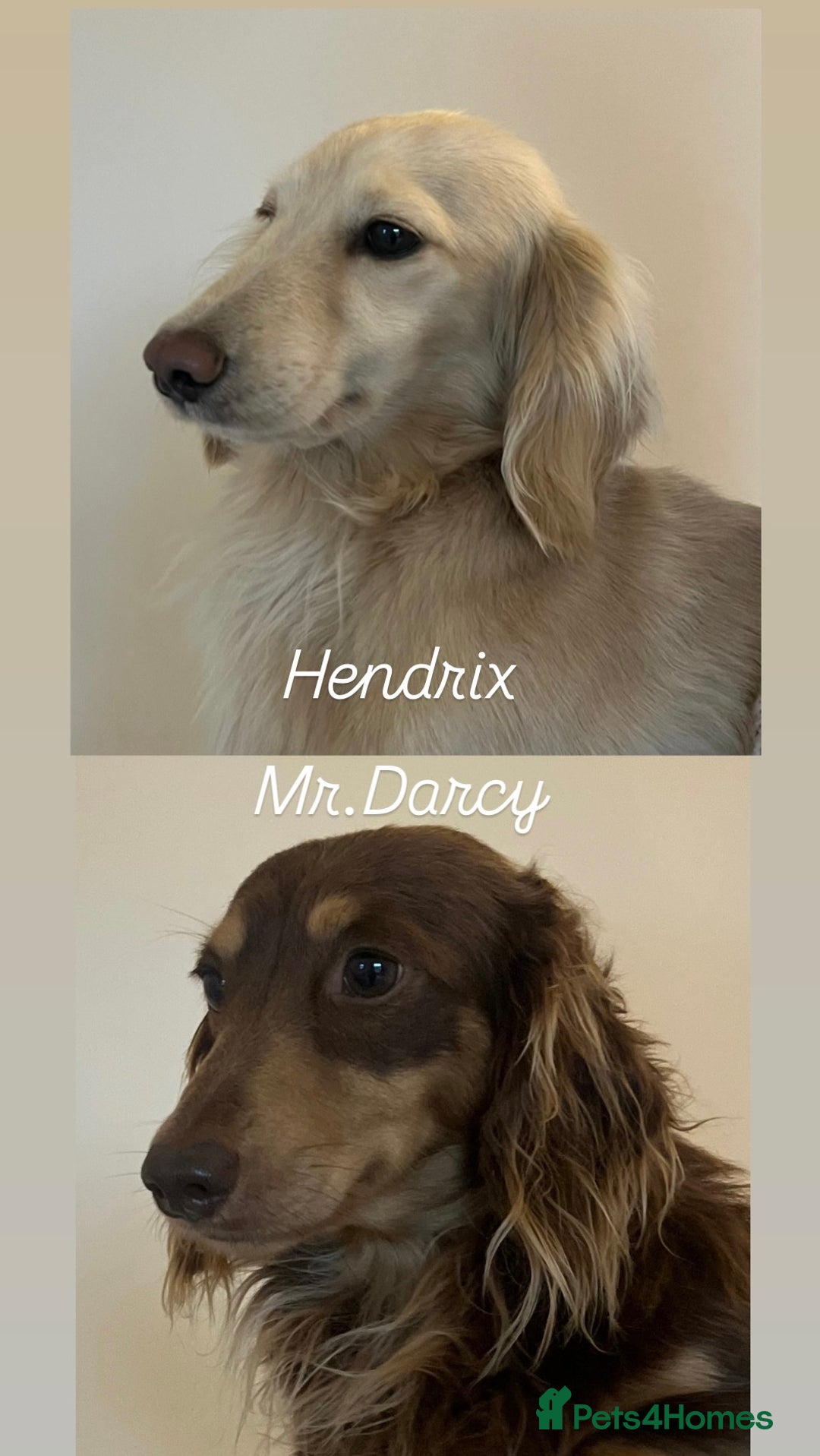 Miniature Dachshund dogs for stud: 2 miniature long coated working boys - Advert 2