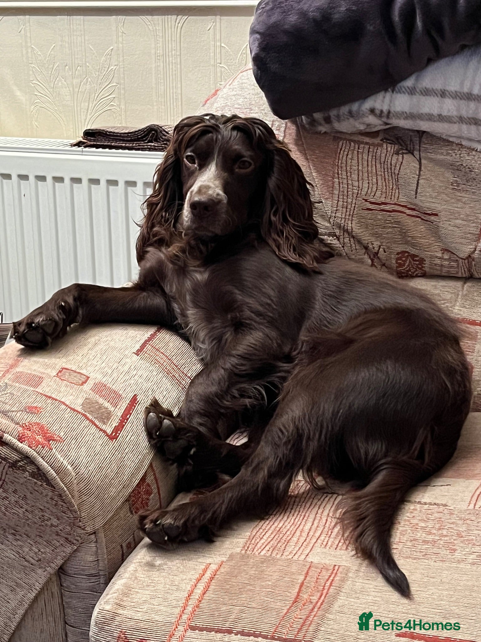 Cocker Spaniel dogs Cocker spaniel puppies for sale  - Advert 1