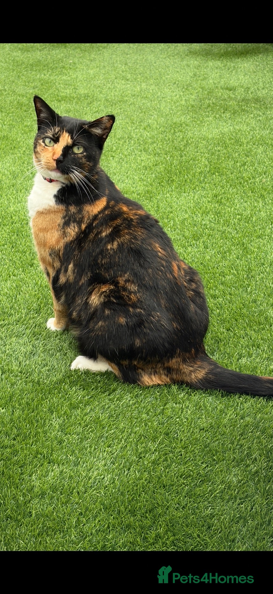 British Shorthair cats Calico 2 1/2 yr old - Advert 1