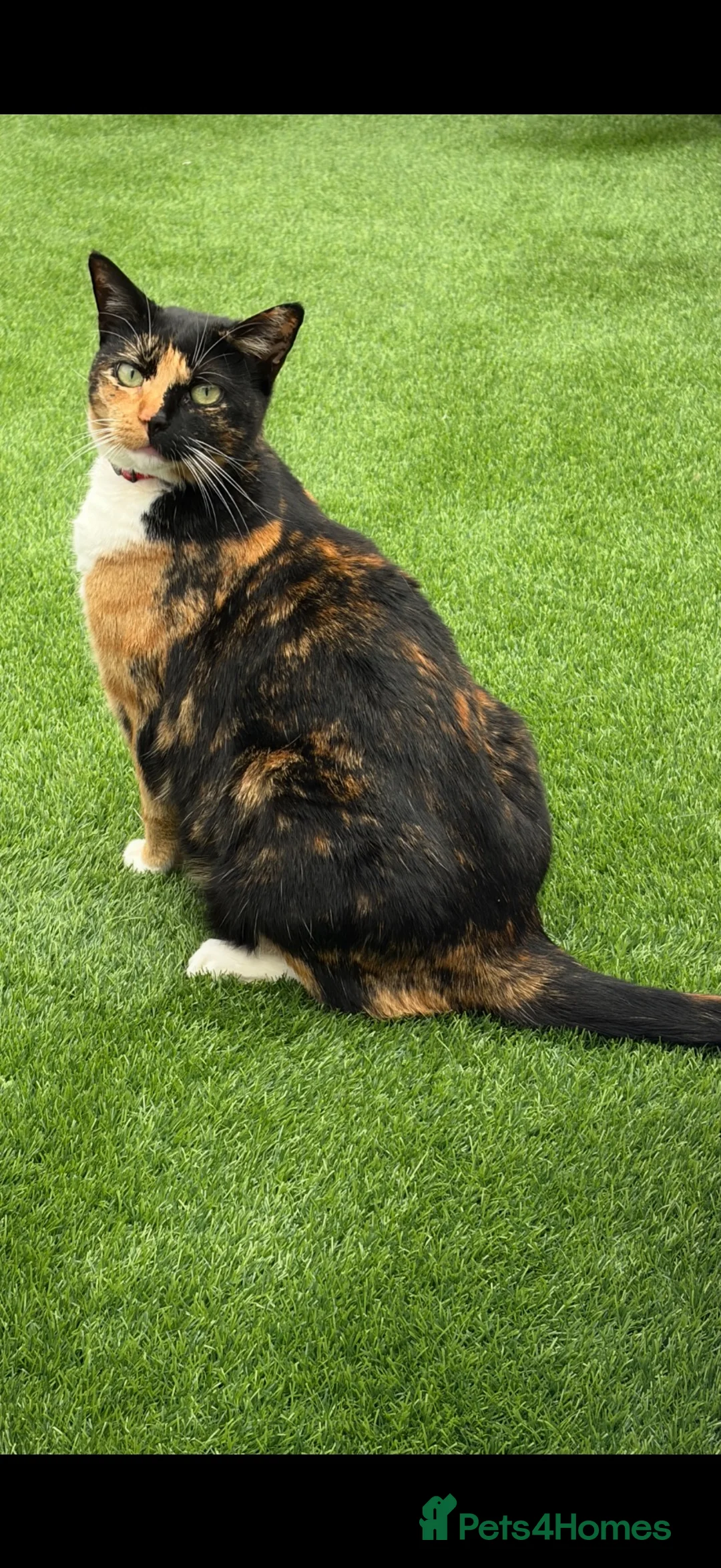 British Shorthair cats for sale: Calico 2 1/2 yr old - Advert 1
