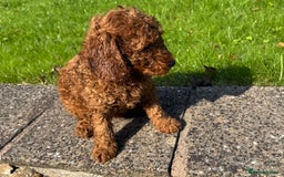 Miniature Poodle dogs for sale: Dark Red Miniature Poodle puppies (Boys only). - Image 1