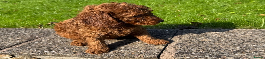 Miniature Poodle Puppy 1