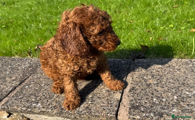 Miniature Poodle dogs - Advert 15