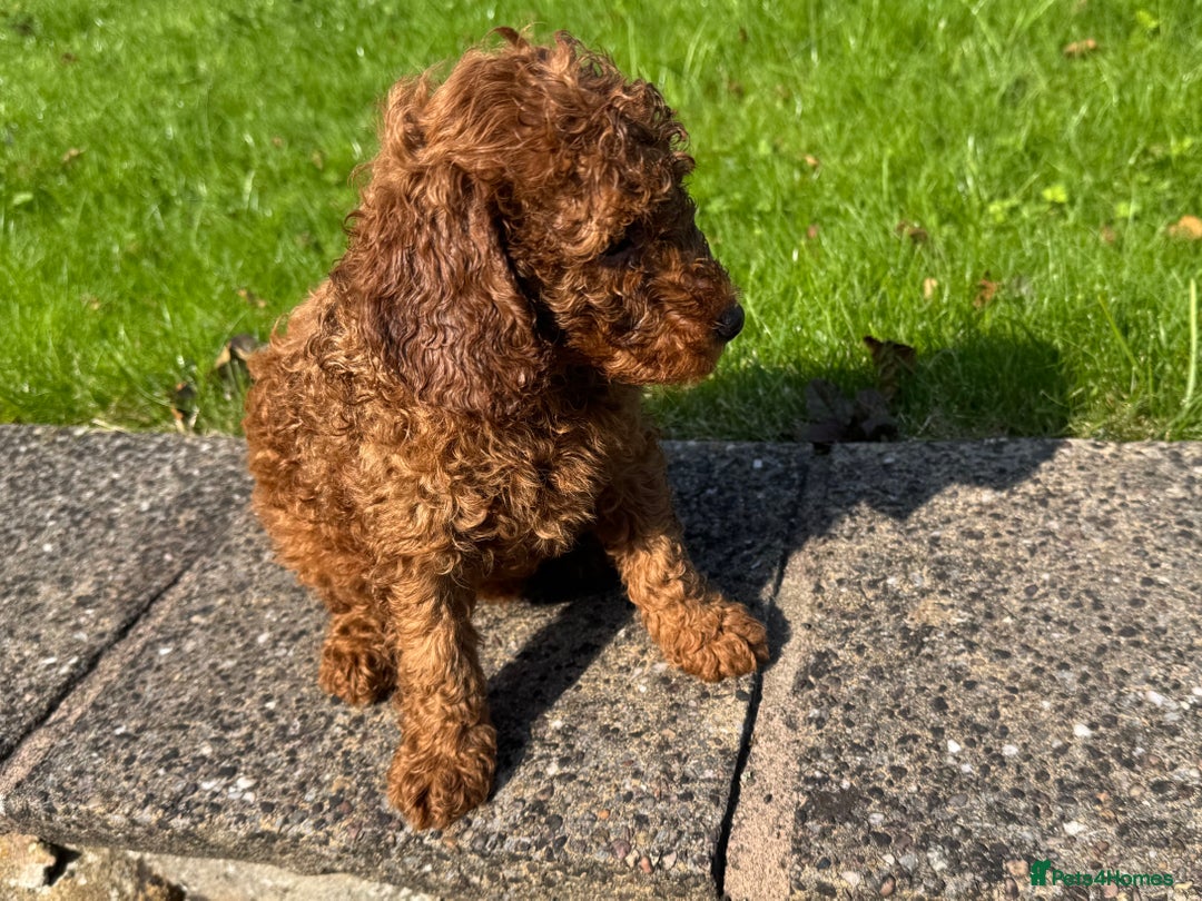 Miniature Poodle dogs for sale: Dark Red Miniature Poodle puppies (Boys only). - Image 1