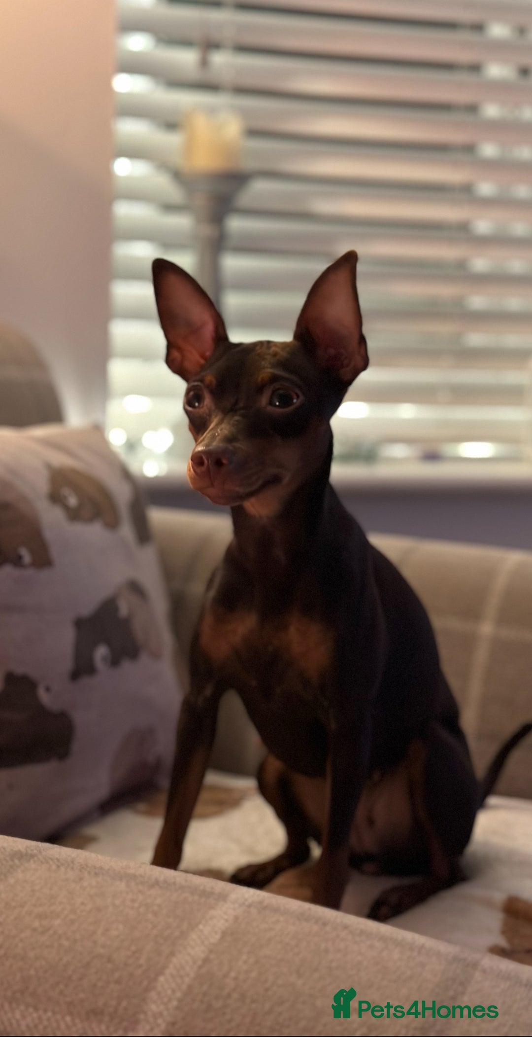 Miniature Pinscher dogs for sale: 4 year old miniature pinscher  - Image 4