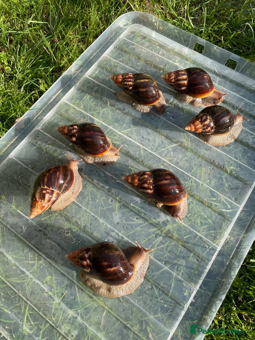 Snails invertebrates for sale: Giant African Snails for sale! - Advert 2