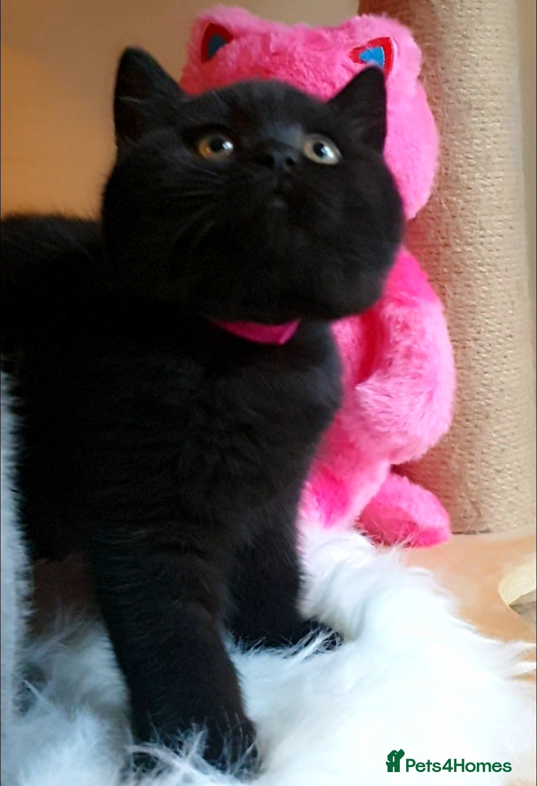 British Shorthair cats for sale: Exceptional Pedigree BSH Kittens  - Advert 3