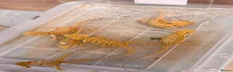 Bearded Dragon reptiles for sale: Super Citrus YELLOW US Bloodline  - Advert 4