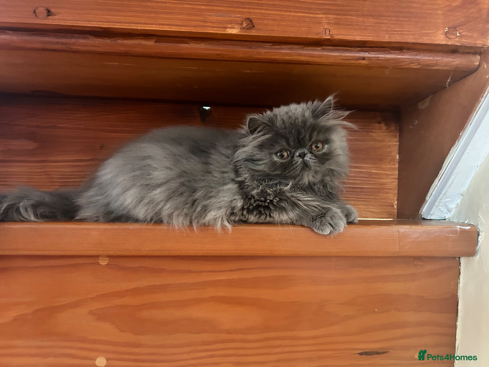 Persian cats Registered Pedigree solid blue Persian Kitten - Advert 2