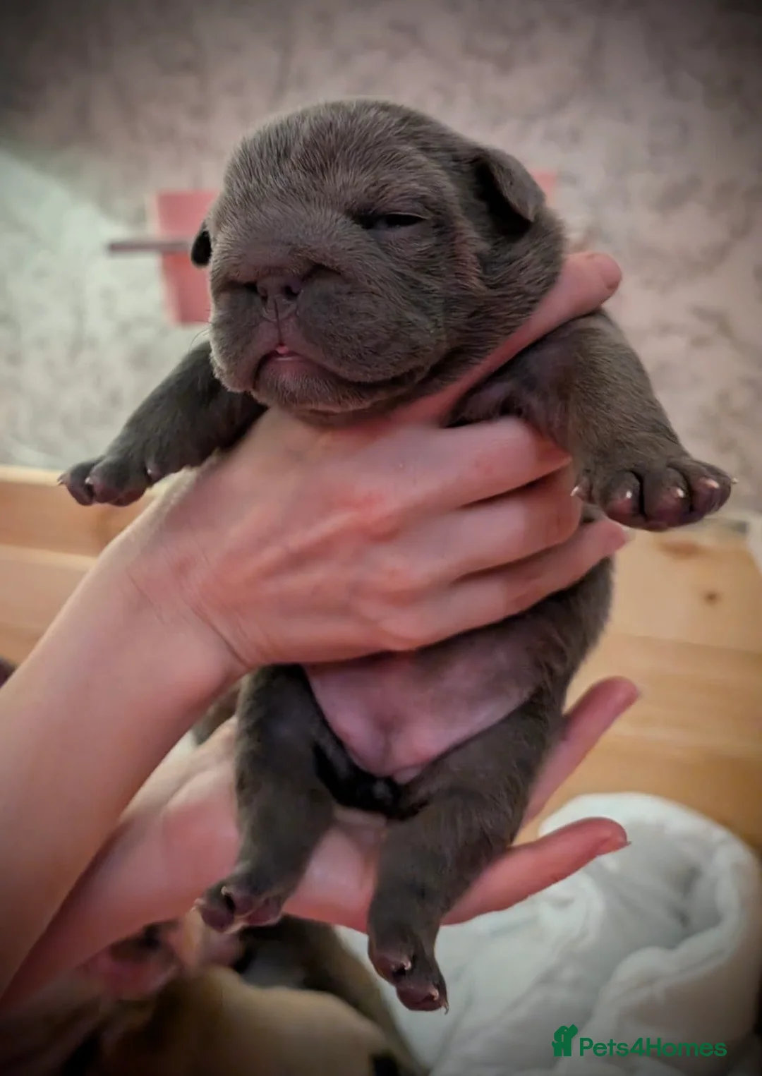 English Bulldog dogs for stud: ⭐️Proven English Bulldog available for stud⭐️ in Solihull - Advert 20