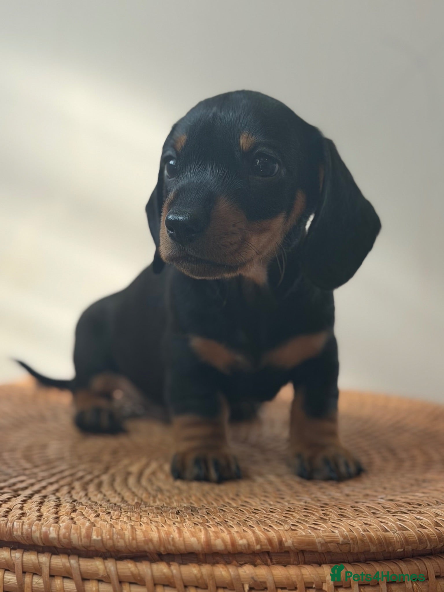 Miniature Dachshund dogs 1 male Kc reg pra clear mini smooth - Advert 3