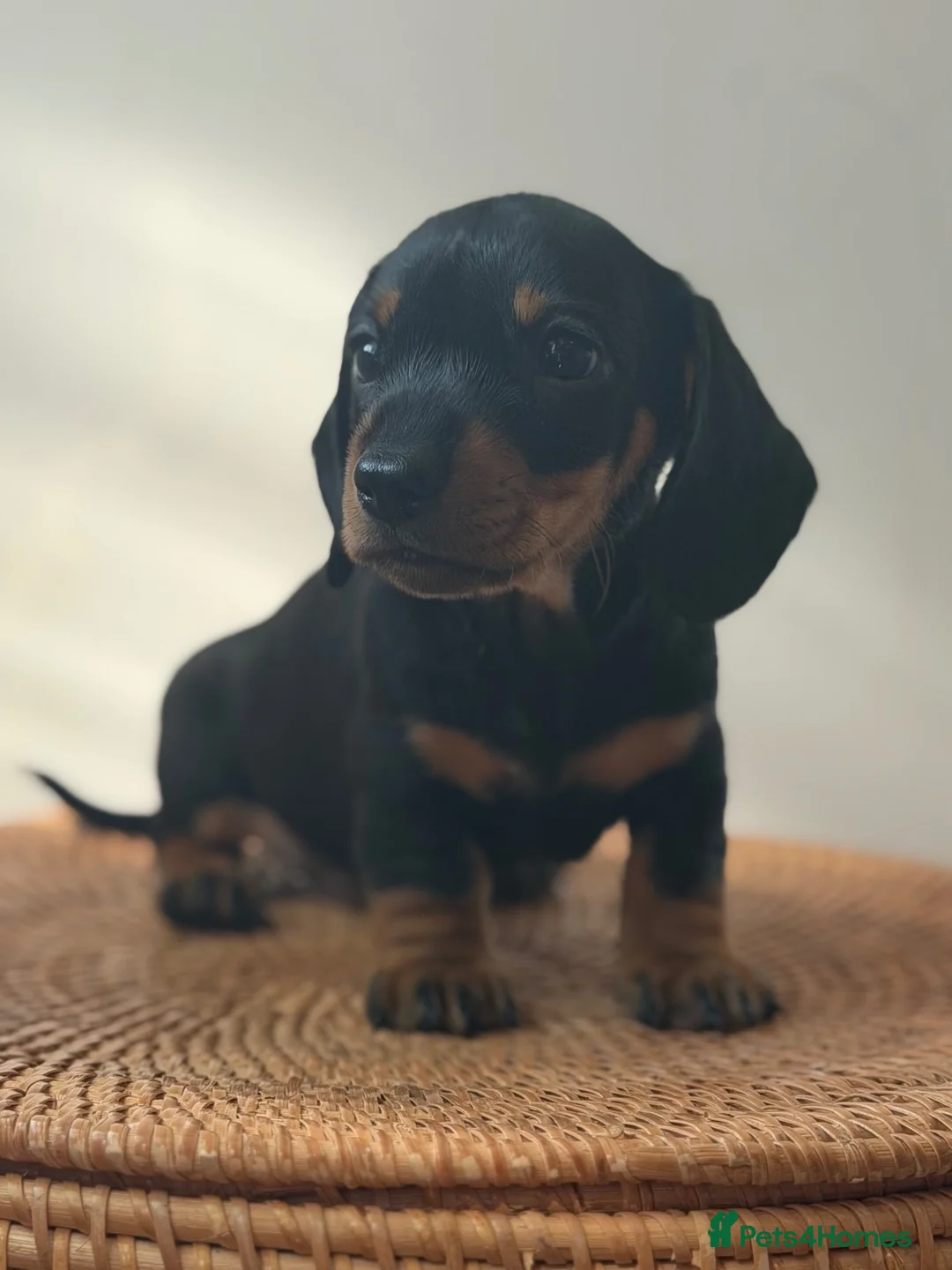 Miniature Dachshund dogs for sale: 1 male Kc reg pra clear mini smooth - Advert 1