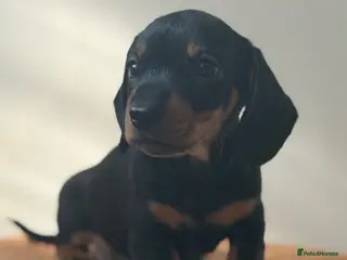 Miniature Dachshund dogs 1 male Kc reg pra clear mini smooth - Advert 3