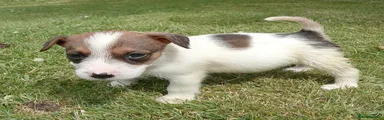 Jack Russell 4