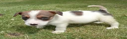 Jack Russell dogs for sale: Working Jack Russell Puppies  in Skipton - Advert 3