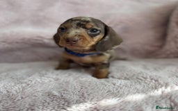 Miniature Dachshund dogs for sale: BEAUTIFUL MINIATURE DACHSHUNDS PUPPIES - Image 6