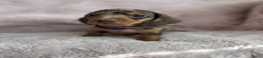 Miniature Dachshund Puppy 2