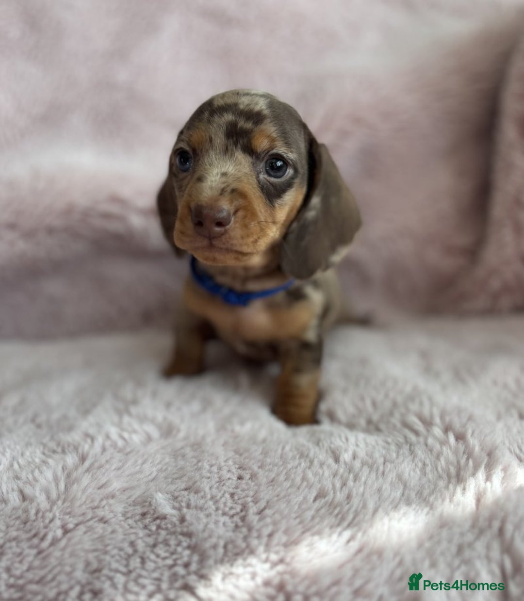 Miniature Dachshund dogs for sale: BEAUTIFUL MINIATURE DACHSHUNDS PUPPIES - Image 6
