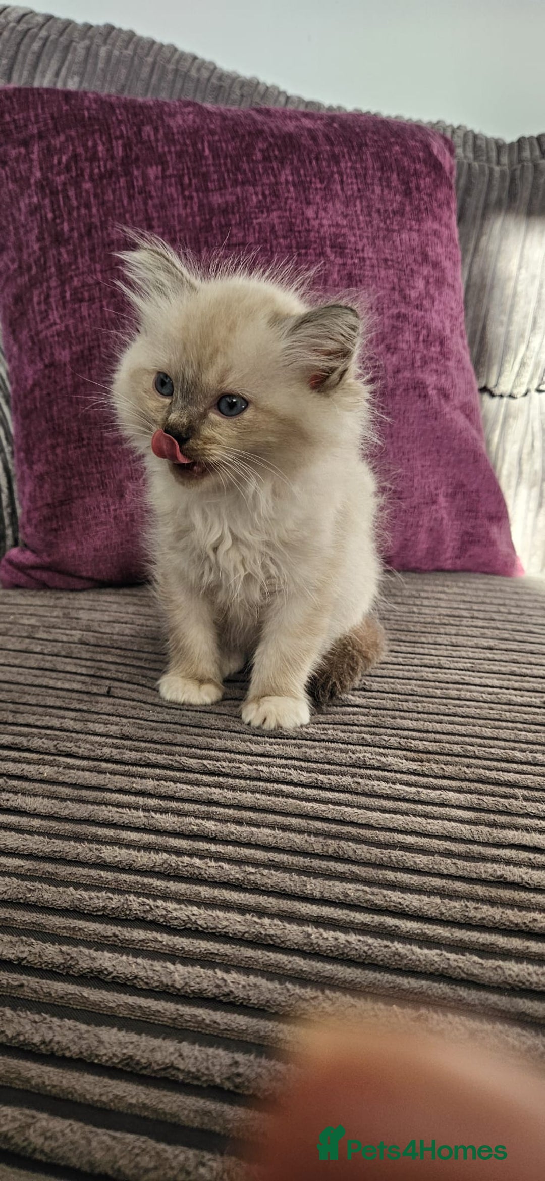 Ragdoll cats for sale: Stunning Ragdoll kittens looking for new homes - Image 13