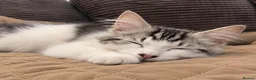 Siberian cats for sale: Gorgeous Siberian kitten waiting for you🌞. - Advert 10