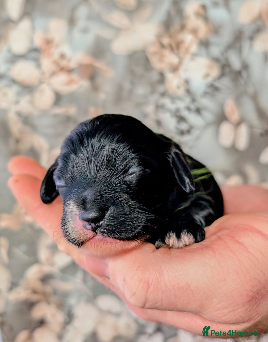 Cavapoo dogs for sale: ❤️F1 CAVAPOO BABIES❤️ HEALTH TESTED PARENTS!🐩 - Advert 20