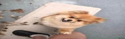 Pomeranian dogs for sale: Fluffy Pure bred small pomeranians in Ware - Advert 5