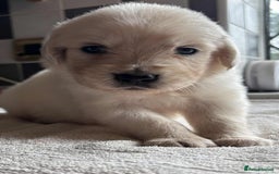 Golden Retriever dogs for sale: Stunning KC Golden Retriever puppies - Image 22