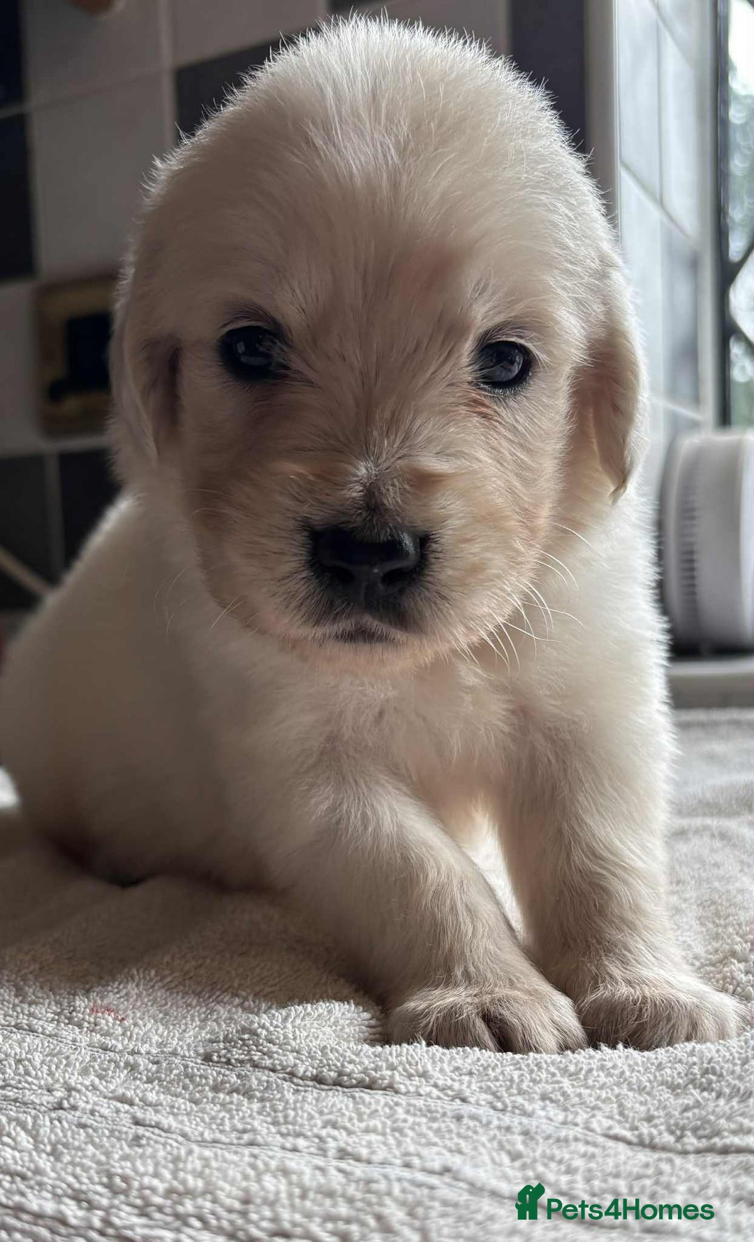 Golden Retriever dogs for sale: Stunning KC Golden Retriever puppies - Image 22