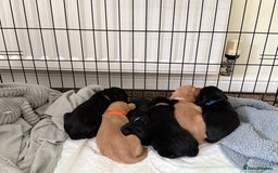 Cocker Spaniel dogs for sale: Cocker spaniel puppies for sale  - Image 16