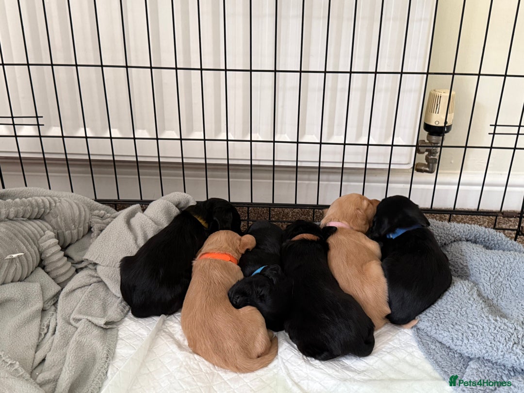 Cocker Spaniel dogs for sale: Cocker spaniel puppies for sale  - Image 16