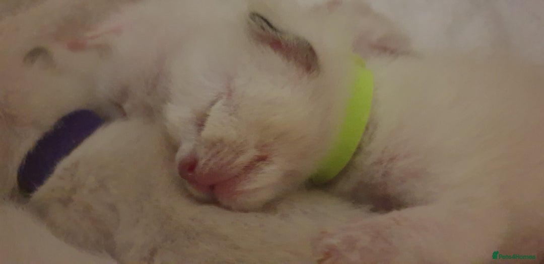 Ragamese cats for sale: Beautiful Ragamese Kittens  - Advert 9