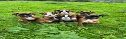 Boxer dogs for sale: Beautiful boxer puppies for sale.  in Londonderry - Advert 2
