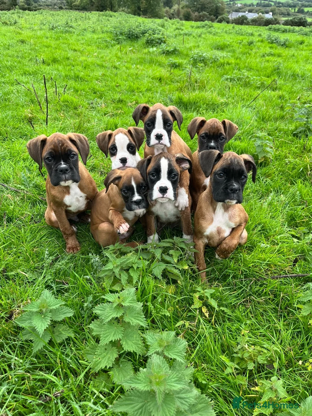 Boxer dogs for sale: Beautiful boxer puppies for sale.  in Londonderry - Advert 2