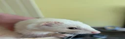 Ferret rodents for sale: Jill ferret for rehoming  in Sheffield - Advert 2