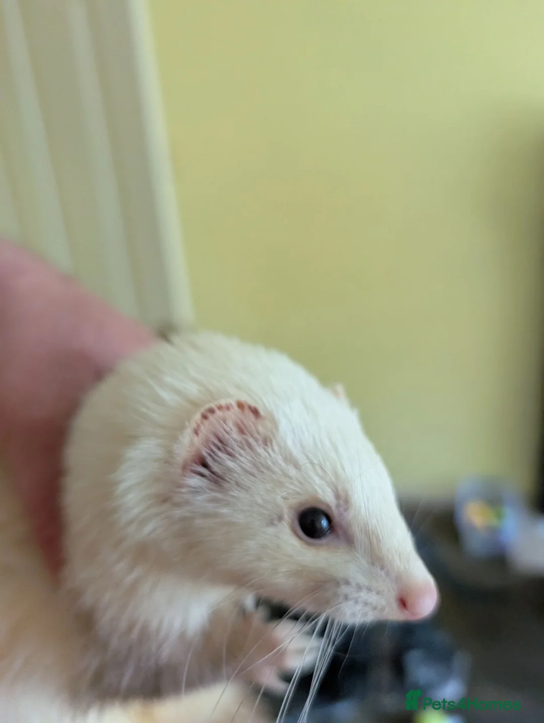 Ferret rodents for sale: Jill ferret for rehoming  in Sheffield - Advert 2