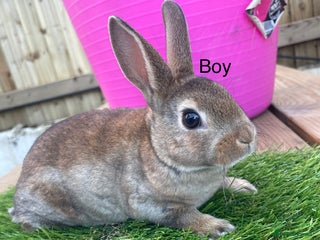 Rex rabbits 💖 7 week old mini Rex 💙 - Advert 6