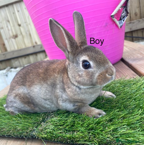 Rex rabbits 💖 7 week old mini Rex 💙 - Advert 1