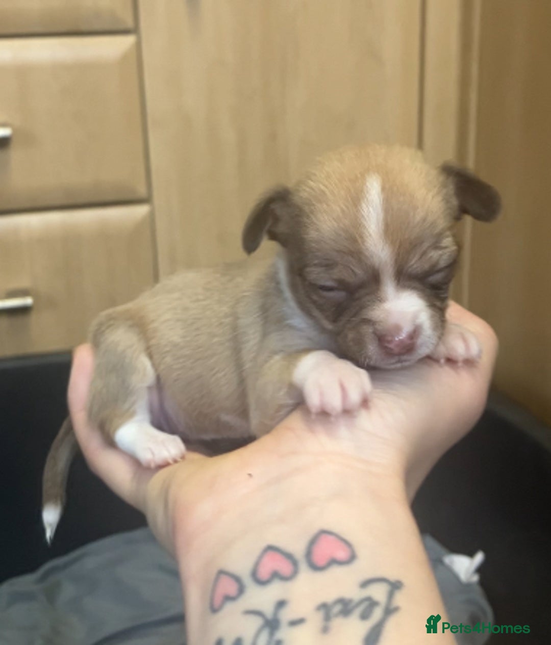 Chihuahua dogs for sale: Chihuahua Puppies - with starter kits  - Image 12