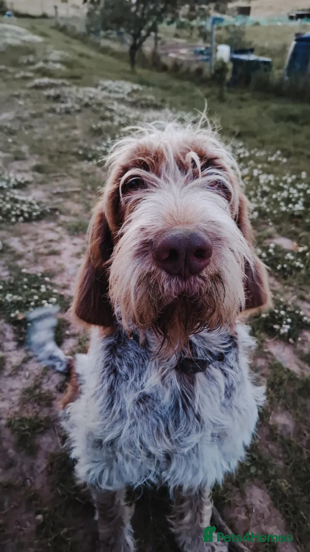 Chinese Red Dog dogs for sale: Red & Frank Pair Looking for a Loving Country Home - Advert 2